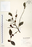 中文名:細葉饅頭果 (S012822)學名:Glochidion rubrum Blume(S012822)英文名:Common Glochidion