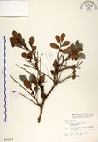 中文名:細葉饅頭果 (S015310)學名:Glochidion rubrum Blume(S015310)英文名:Common Glochidion
