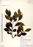 中文名:細葉饅頭果 (S015678)學名:Glochidion rubrum Blume(S015678)英文名:Common Glochidion