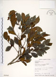 中文名:細葉饅頭果 (S018043)學名:Glochidion rubrum Blume(S018043)英文名:Common Glochidion