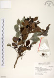 中文名:細葉饅頭果 (S018121)學名:Glochidion rubrum Blume(S018121)英文名:Common Glochidion
