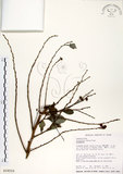 中文名:細葉饅頭果 (S018216)學名:Glochidion rubrum Blume(S018216)英文名:Common Glochidion