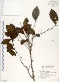 中文名:細葉饅頭果 (S030854)學名:Glochidion rubrum Blume(S030854)英文名:Common Glochidion