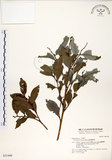 中文名:細葉饅頭果 (S031460)學名:Glochidion rubrum Blume(S031460)英文名:Common Glochidion