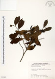 中文名:細葉饅頭果 (S035463)學名:Glochidion rubrum Blume(S035463)英文名:Common Glochidion
