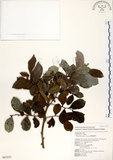 中文名:細葉饅頭果 (S043251)學名:Glochidion rubrum Blume(S043251)英文名:Common Glochidion