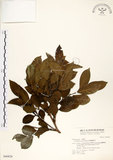 中文名:細葉饅頭果 (S046826)學名:Glochidion rubrum Blume(S046826)英文名:Common Glochidion