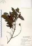 中文名:細葉饅頭果 (S050018)學名:Glochidion rubrum Blume(S050018)英文名:Common Glochidion