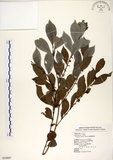 中文名:細葉饅頭果 (S054897)學名:Glochidion rubrum Blume(S054897)英文名:Common Glochidion