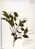 中文名:細葉饅頭果 (S055194)學名:Glochidion rubrum Blume(S055194)英文名:Common Glochidion