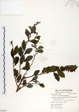 中文名:細葉饅頭果 (S058972)學名:Glochidion rubrum Blume(S058972)英文名:Common Glochidion