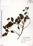 中文名:細葉饅頭果 (S059248)學名:Glochidion rubrum Blume(S059248)英文名:Common Glochidion