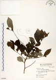 中文名:細葉饅頭果 (S063900)學名:Glochidion rubrum Blume(S063900)英文名:Common Glochidion