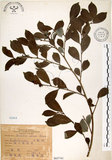中文名:細葉饅頭果 (S065741)學名:Glochidion rubrum Blume(S065741)英文名:Common Glochidion