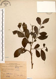 中文名:細葉饅頭果 (S066225)學名:Glochidion rubrum Blume(S066225)英文名:Common Glochidion