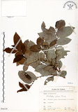 中文名:細葉饅頭果 (S066226)學名:Glochidion rubrum Blume(S066226)英文名:Common Glochidion