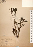 中文名:細葉饅頭果 (S066228)學名:Glochidion rubrum Blume(S066228)英文名:Common Glochidion