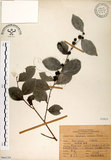 中文名:細葉饅頭果 (S066229)學名:Glochidion rubrum Blume(S066229)英文名:Common Glochidion