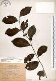 中文名:細葉饅頭果 (S066232)學名:Glochidion rubrum Blume(S066232)英文名:Common Glochidion