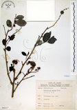 中文名:細葉饅頭果 (S066527)學名:Glochidion rubrum Blume(S066527)英文名:Common Glochidion