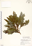 中文名:細葉饅頭果 (S068868)學名:Glochidion rubrum Blume(S068868)英文名:Common Glochidion