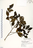中文名:細葉饅頭果 (S069334)學名:Glochidion rubrum Blume(S069334)英文名:Common Glochidion