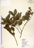 中文名:細葉饅頭果 (S072378)學名:Glochidion rubrum Blume(S072378)英文名:Common Glochidion