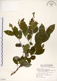 中文名:細葉饅頭果 (S072894)學名:Glochidion rubrum Blume(S072894)英文名:Common Glochidion