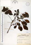 中文名:細葉饅頭果 (S073561)學名:Glochidion rubrum Blume(S073561)英文名:Common Glochidion