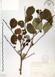 中文名:細葉饅頭果 (S073562)學名:Glochidion rubrum Blume(S073562)英文名:Common Glochidion
