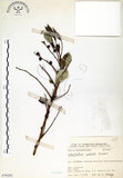 中文名:細葉饅頭果 (S076242)學名:Glochidion rubrum Blume(S076242)英文名:Common Glochidion