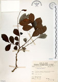 中文名:細葉饅頭果 (S076255)學名:Glochidion rubrum Blume(S076255)英文名:Common Glochidion