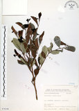 中文名:細葉饅頭果 (S076348)學名:Glochidion rubrum Blume(S076348)英文名:Common Glochidion