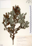 中文名:細葉饅頭果 (S090029)學名:Glochidion rubrum Blume(S090029)英文名:Common Glochidion