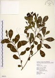 中文名:細葉饅頭果 (S090351)學名:Glochidion rubrum Blume(S090351)英文名:Common Glochidion