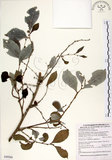 中文名:細葉饅頭果 (S090584)學名:Glochidion rubrum Blume(S090584)英文名:Common Glochidion