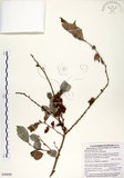 中文名:細葉饅頭果 (S090600)學名:Glochidion rubrum Blume(S090600)英文名:Common Glochidion