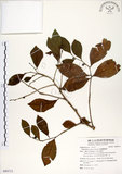 中文名:細葉饅頭果 (S090713)學名:Glochidion rubrum Blume(S090713)英文名:Common Glochidion