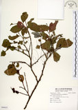 中文名:細葉饅頭果 (S090825)學名:Glochidion rubrum Blume(S090825)英文名:Common Glochidion