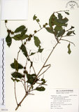 中文名:細葉饅頭果 (S092134)學名:Glochidion rubrum Blume(S092134)英文名:Common Glochidion