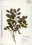 中文名:細葉饅頭果 (S092542)學名:Glochidion rubrum Blume(S092542)英文名:Common Glochidion