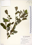 中文名:細葉饅頭果 (S097313)學名:Glochidion rubrum Blume(S097313)英文名:Common Glochidion