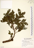 中文名:細葉饅頭果 (S103248)學名:Glochidion rubrum Blume(S103248)英文名:Common Glochidion