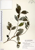 中文名:細葉饅頭果 (S109044)學名:Glochidion rubrum Blume(S109044)英文名:Common Glochidion