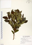 中文名:細葉饅頭果 (S109510)學名:Glochidion rubrum Blume(S109510)英文名:Common Glochidion
