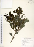 中文名:細葉饅頭果 (S113106)學名:Glochidion rubrum Blume(S113106)英文名:Common Glochidion