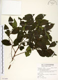 中文名:細葉饅頭果 (S113699)學名:Glochidion rubrum Blume(S113699)英文名:Common Glochidion