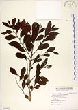 中文名:細葉饅頭果(S115417)學名:Glochidion rubrum Blume(S115417)英文名:Common Glochidion