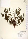 中文名:細葉饅頭果(S115418)學名:Glochidion rubrum Blume(S115418)英文名:Common Glochidion