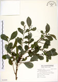 中文名:細葉饅頭果(S123059)學名:Glochidion rubrum Blume(S123059)英文名:Common Glochidion